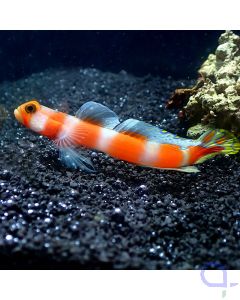 Amblyeleotris aurora - Partner-Grundel