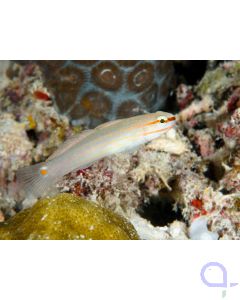 Amblygobius decussatus - Orangestreifen-Grundel