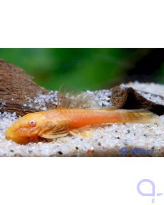 Goldener Antennenwels - Ancistrus sp. Albino)