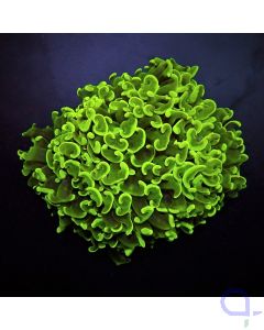 Euphyllia ancora - Hammerkoralle