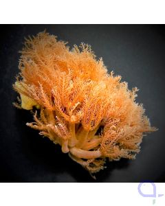 Anthelia glauca - Straußenkoralle
