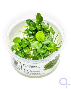 Anubias barteri 'Mini Coin'