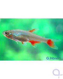 Rotflossensalmler - Aphyocharax anisitsi