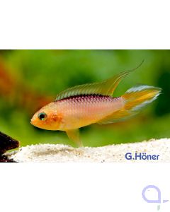Apistogramma agassizii Gold Red - Zwergbuntbarsch