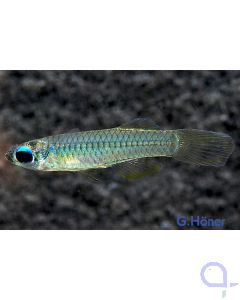 Normans Leuchtaugenfisch - Aplocheilichthys normani 