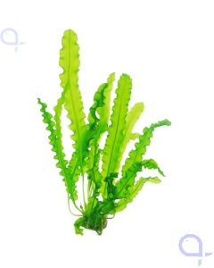 Aponogeton longiplumulosus - Dunkelgrüne Wasserähre