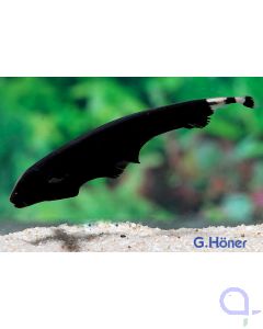 Weißstirn Messerfisch - Apteronotus albifrons