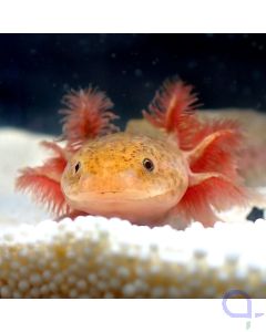 Axolotl Copper