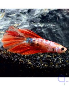 Kampffisch Halfmoon - Nemo - Betta Splendens - Ansicht