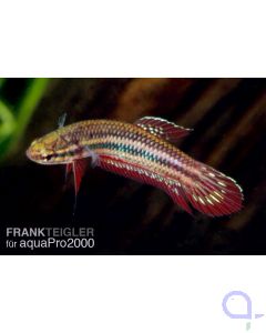 Weinroter Kampffisch - Betta coccina