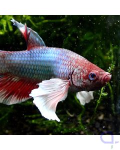 Lavender Dumbo Ear - Betta splendens 