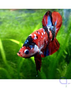 Kampffisch Plakat - Premium Red Nemo - Betta splendens - Ansicht