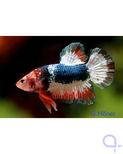 Kampffisch Plakat Deluxe - Betta splendens