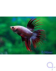 Kampffisch Crown Tail
