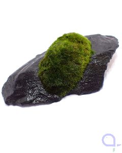 Bewachsener Slate Rock - Draufsicht