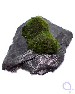 Bewachsener Slate Rock - Draufsicht