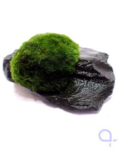 Bewachsener Slate Rock 1