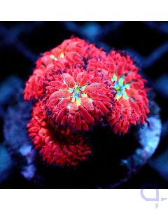 Blastomussa - Blue Center