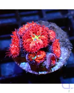 Blastomussa - Red Star 