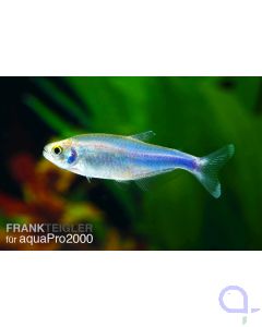 Blauer Perusalmler - Knodus borki (Boehlkea fredcochui)