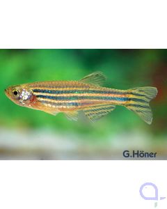 Zebrabärbling - Danio rerio