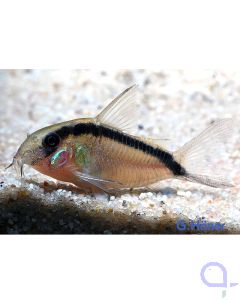 Stromlinien Panzerwels - Brochis (Corydoras) arcuatus