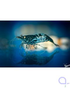 Carbon Rili N.davidii
Frank Schenk