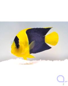 Centropyge bicolor - Blaugelber Zwergkaiserfisch