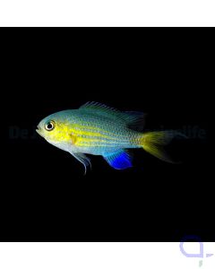 Pycnochromis vanderbilti - Blaugelbes Schwalbenschwänzchen