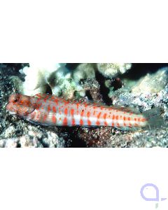 Blenniella chrysospilos - Rotpunkt Blenny Schleimfisch