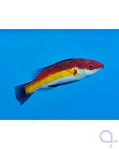 Bild Cirrhilabrus naokoae