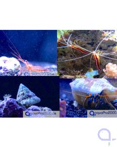 Cleaning Crew Big Pack