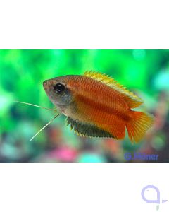 Honiggurami - Trichogaster (Colisa) chuna