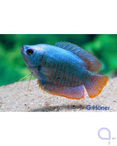 Blauer Fadenfisch - Trichogaster lalius blue