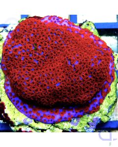 Montipora Superman Rot-Blau
