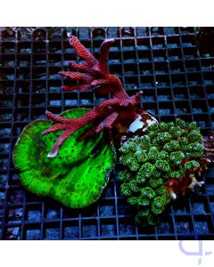 Coral Pack - Tripple No.1