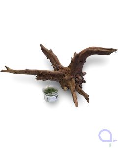 Corbo Root 2 - Hartholz Wurzel - Frontansicht