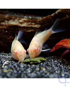 Metallpanzerwels albino - Corydoras aeneus