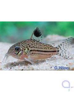 Leopard Panzerwels - Corydoras leopardus - Corydoras trilineatus