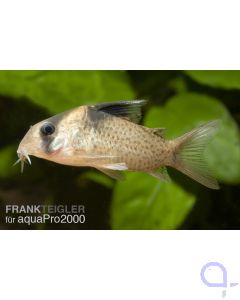 Schwarzbinden Panzerwels - Hoplisoma (Corydoras) melanistius 
