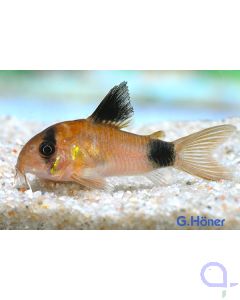 Panda-Panzerwels - Hoplisoma (Corydoras) panda