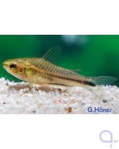 Zwergpanzerwels - Gastrodermus (Corydoras) pygmaeus