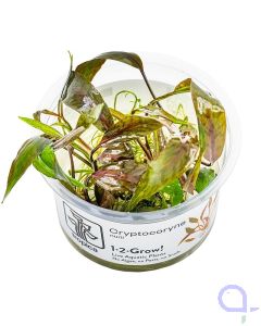 Cryptocoryne nurii