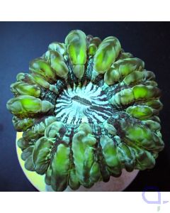 Cynarina lacrymalis - Tränenkoralle