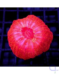 Cynarina lacrymalis Red - Tränenkoralle Rot