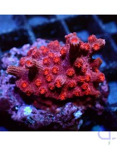 Cyphastrea decadia - Rot 