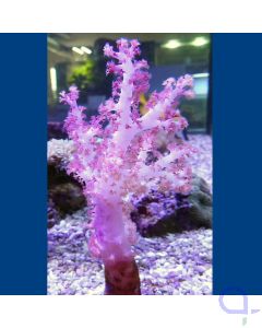 Dendronephthya sp. - Rote Weichkoralle