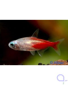 Diamantkopf Neonsalmler - Paracheirodon innesi variant 