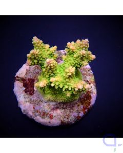 Acropora sp. "Joker" Ausschnitt