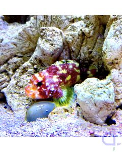 Sebastapistes cyanostigma - Gelbflecken-Drachenkopf